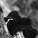 Dark Cousin of evening petunia by francoise