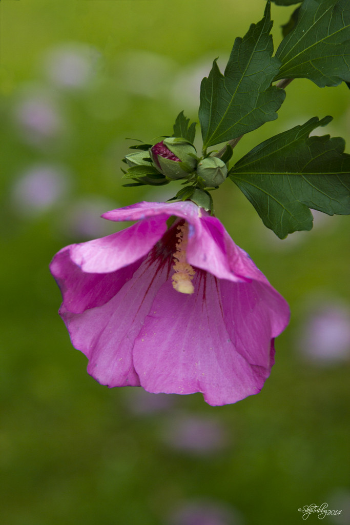 Rose of Sharon by skipt07