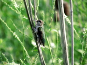 29th Jul 2014 - Hummingbird Rests His Wings