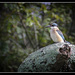 Kingfisher by rustymonkey