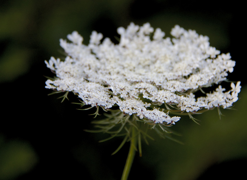 Queen Anne's Lace by randystreat