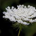 Queen Anne's Lace by randystreat