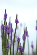 29th Jul 2014 - purple prairie flower