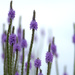 purple prairie flower by vankrey