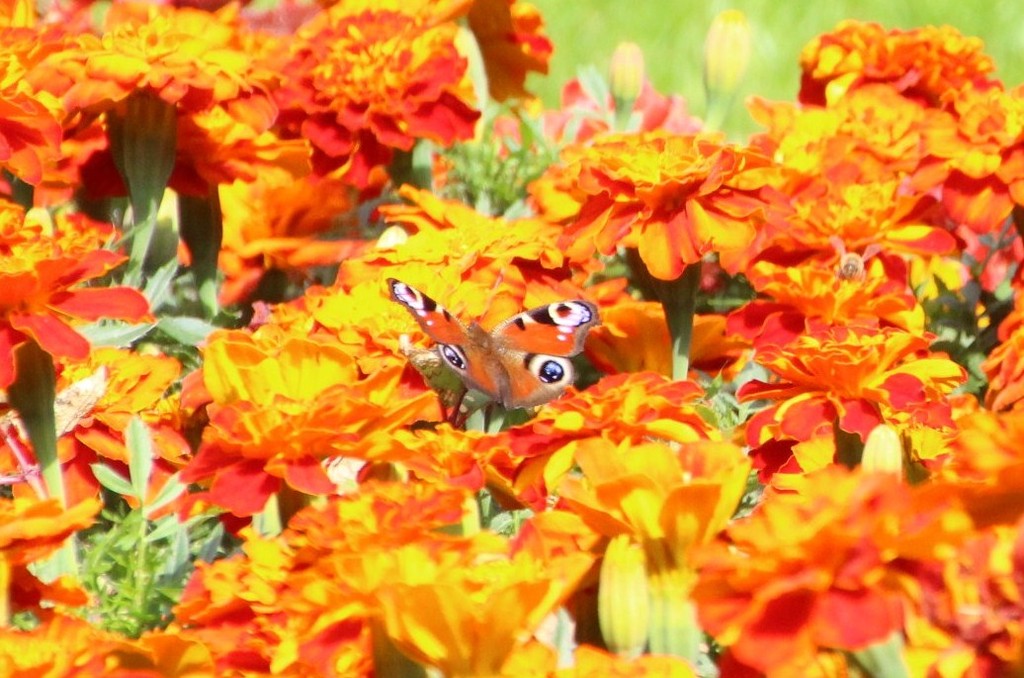 Peacock and Marigolds by oldjosh