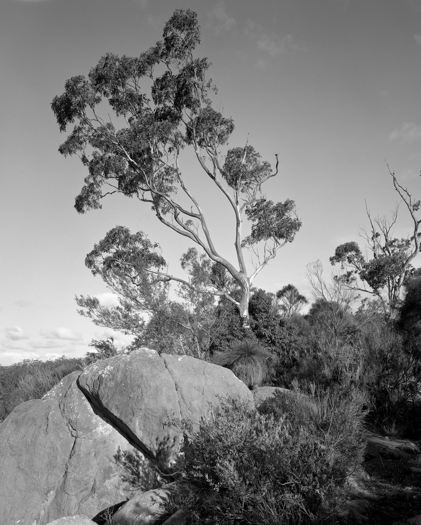 Tree at a precipice by peterdegraaff