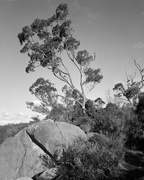 29th Jul 2014 - Tree at a precipice