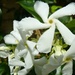 Jasmine pinwheels by wendyfrost