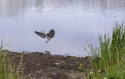 30th Jul 2014 - Heron Landing 2