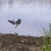 Heron Landing 2 by gardencat