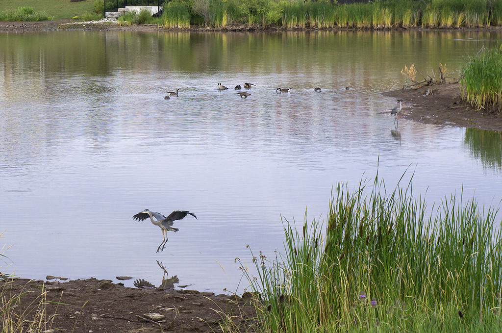 Heron Landing 1 by gardencat