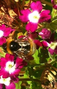 24th Jul 2014 - being just as busy as a bee can be! 