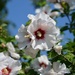 Hibiscus syriacus by parisouailleurs