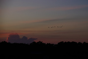 30th Jul 2014 - Behold the birds of the air...