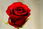 30th Jul 2014 - Red Rose
