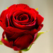 Red Rose by elisasaeter