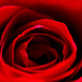 Inside the rose by elisasaeter