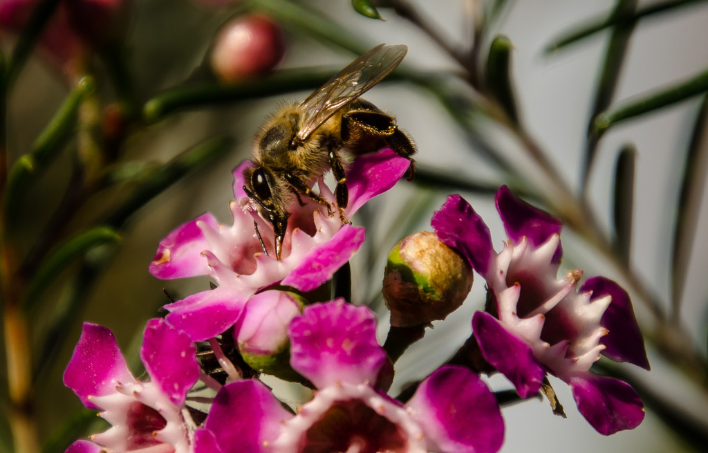 Bee gathering pollen by salza