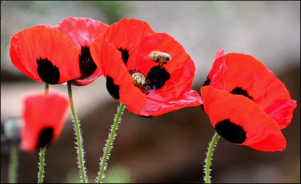 Poppies In Our Garden by phil_howcroft