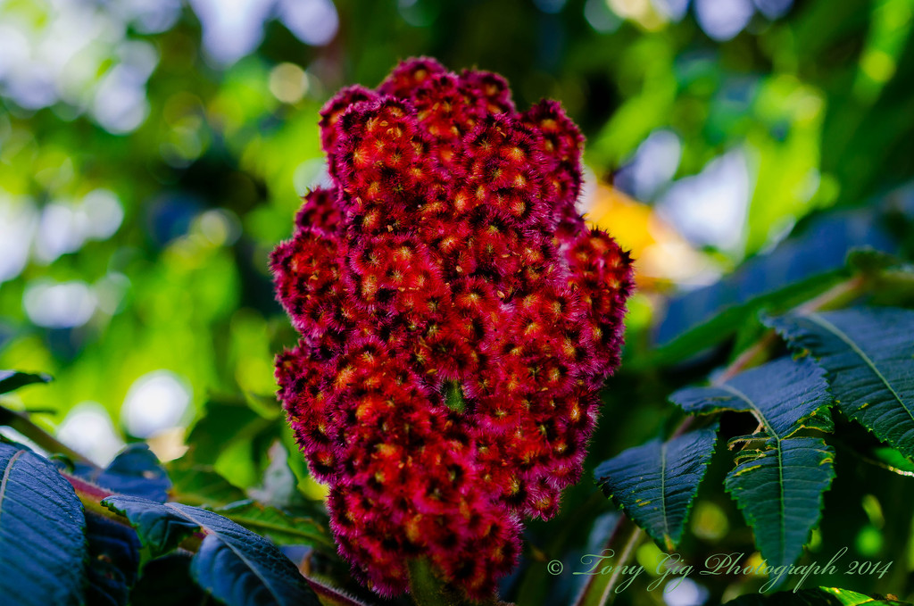 Flower Cone by tonygig