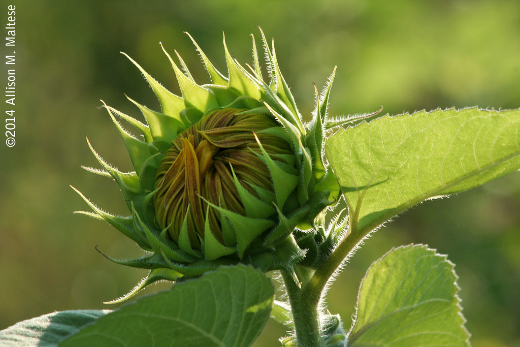 Budding Sunflower by falcon11