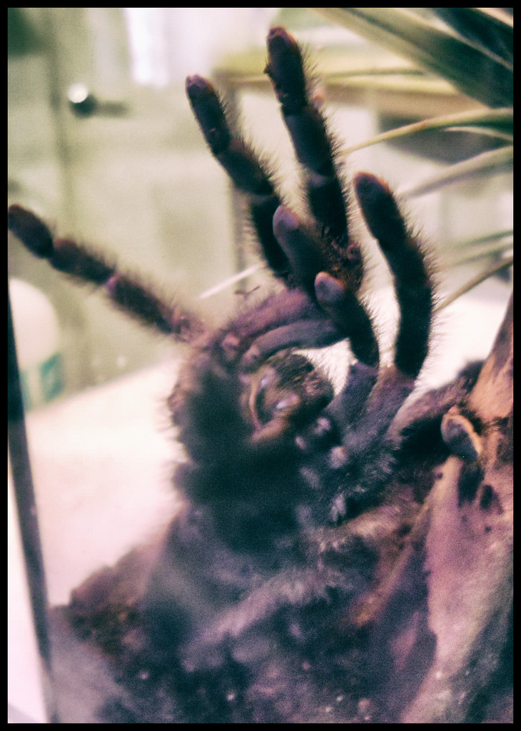 Avicularia versicolor - Pink-toed Tarantula  by annied