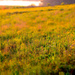 golden prairie by vankrey