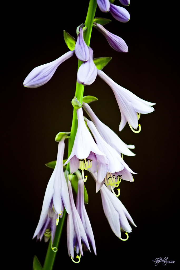 Hosta Blossoms by skipt07