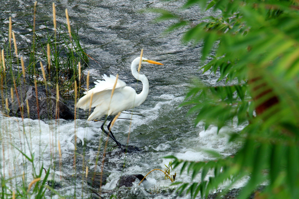 Great Egret. Lasalle Rapids. by hellie