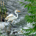 Great Egret. Lasalle Rapids. by hellie