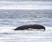 30th Jul 2014 - Whale Tail 