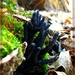 Black Coral Fungi by olivetreeann