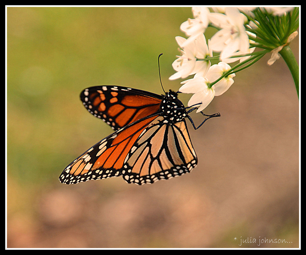 Monarch butterfly by julzmaioro