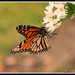 Monarch butterfly by julzmaioro