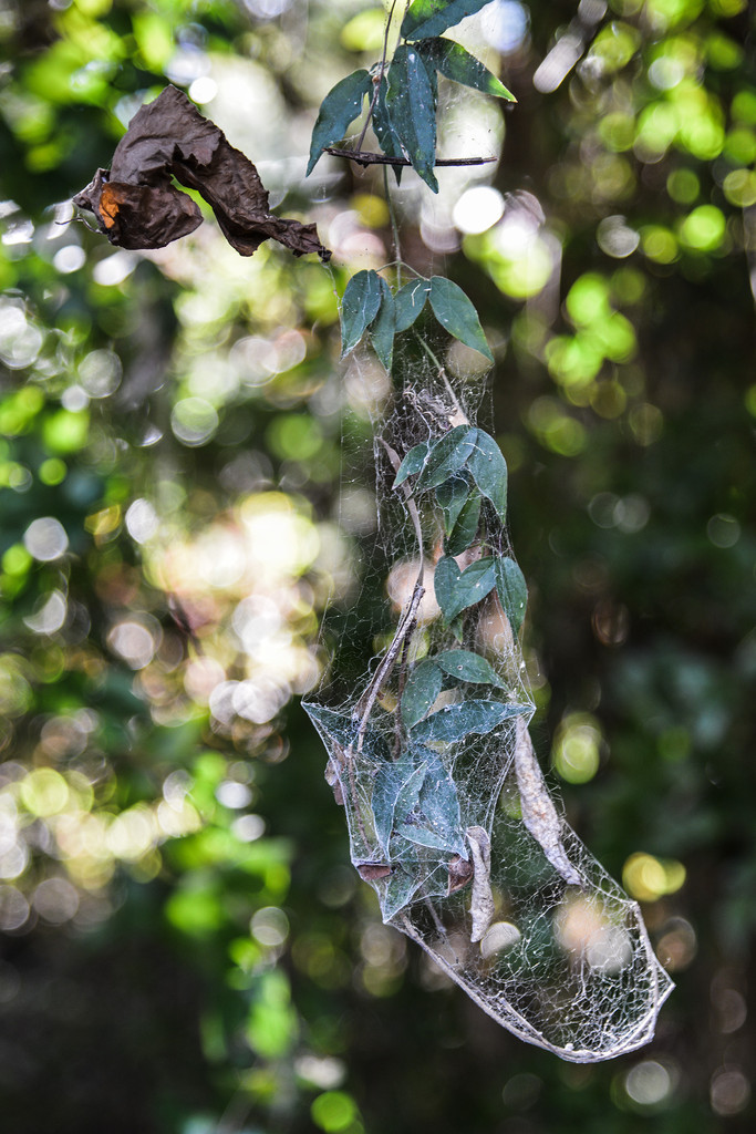 Spider web by jeneurell