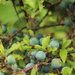 A Sloe Wait For The Frost by motherjane