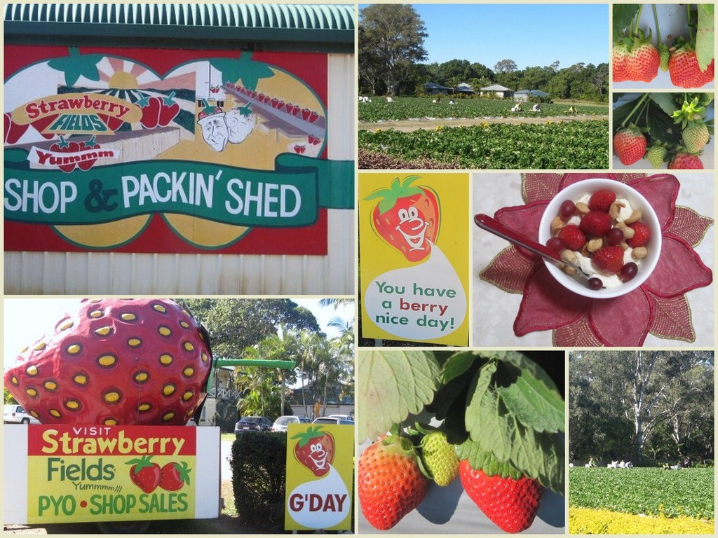 Afternoon at the Strawberry Farm. by happysnaps