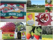 31st Jul 2014 - Afternoon at the Strawberry Farm.