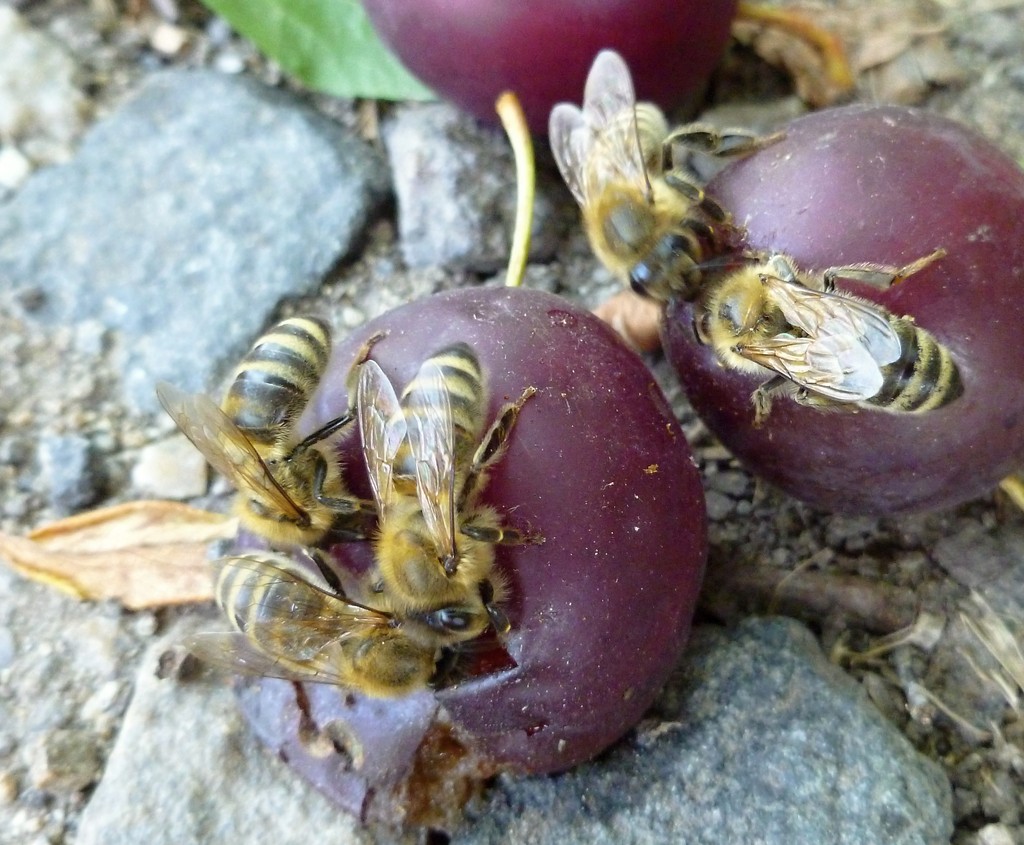 Bees by gabis