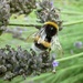 Bumblebee by gabis
