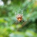 Spider by gabis
