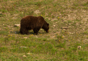 13th Jul 2014 - A grizzly encounter