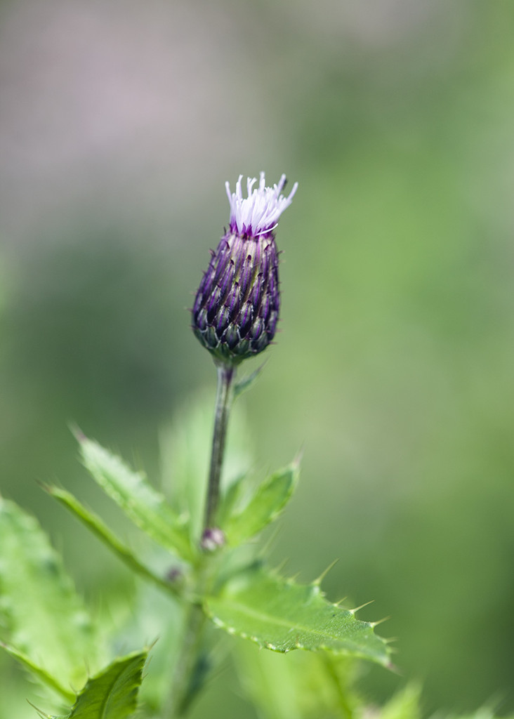 Thistle Flower Bud by gardencat