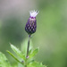 Thistle Flower Bud by gardencat