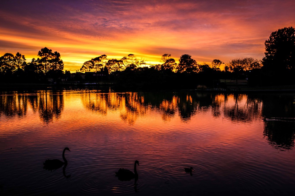 Swan song by abhijit