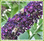 31st Jul 2014 - Bees on the Buddleja