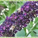 Bees on the Buddleja by ladymagpie