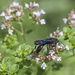 Black Wasp (or so I think) by gardencat