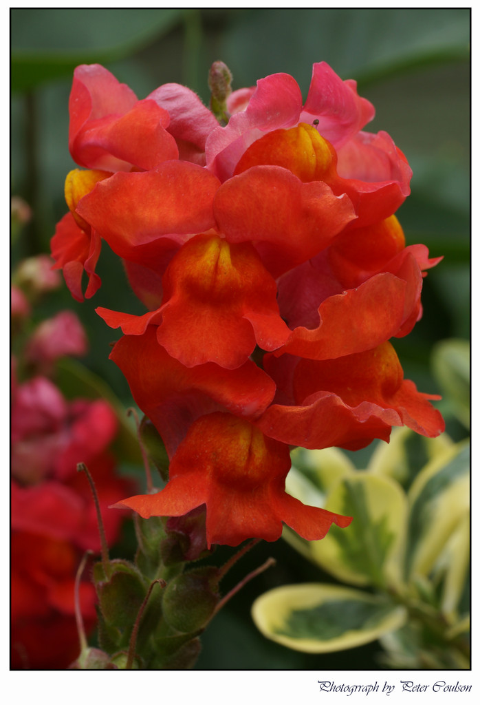 Snap Dragon by pcoulson