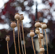 31st Jul 2014 - 31st July 2014 - Seed pods and bokeh